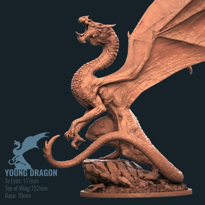 Young Dragon